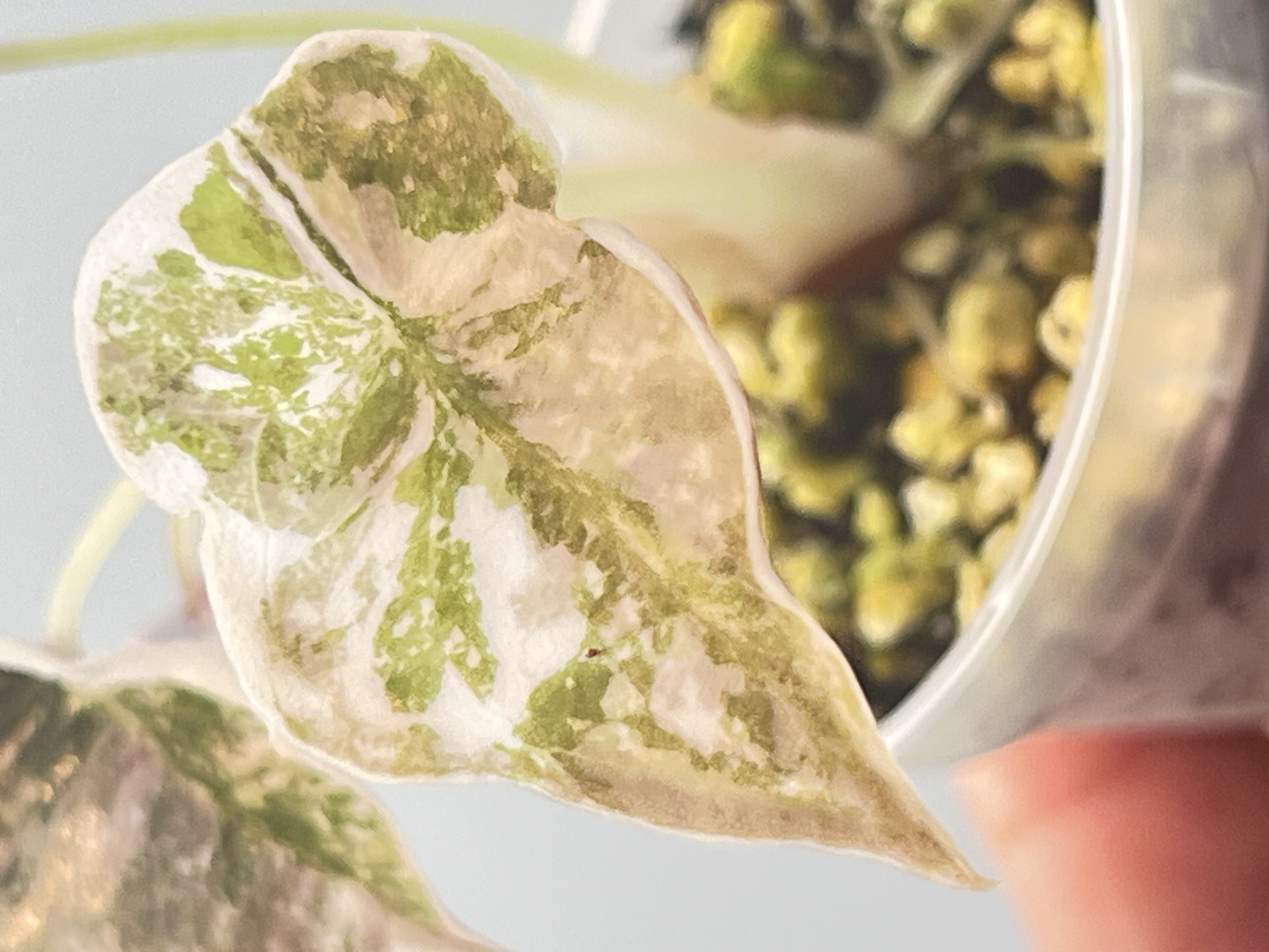 Alocasia Cuprea Pink 1 Variegated