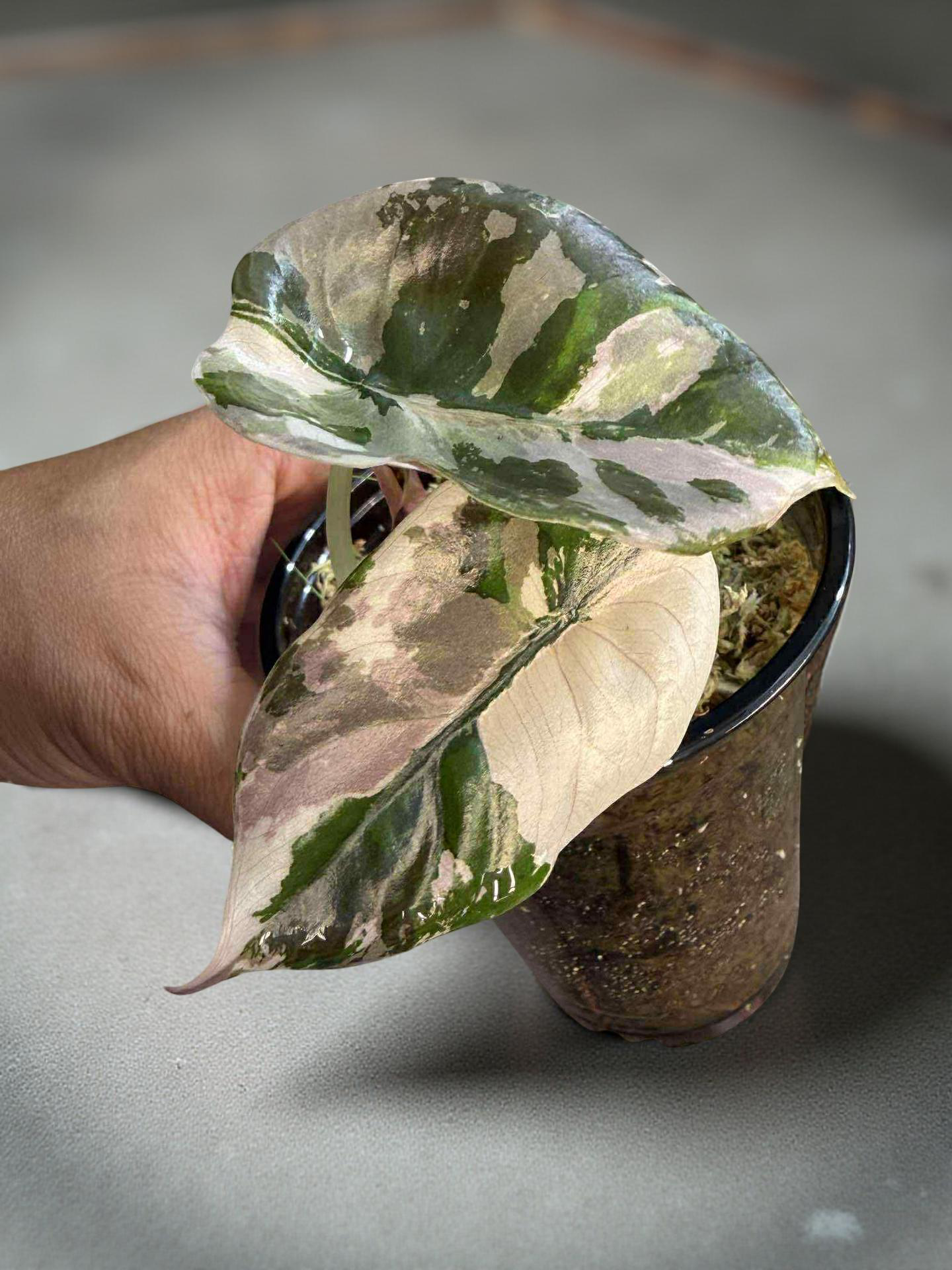 Alocasia Cuprea Nom Yen 2 Variegated