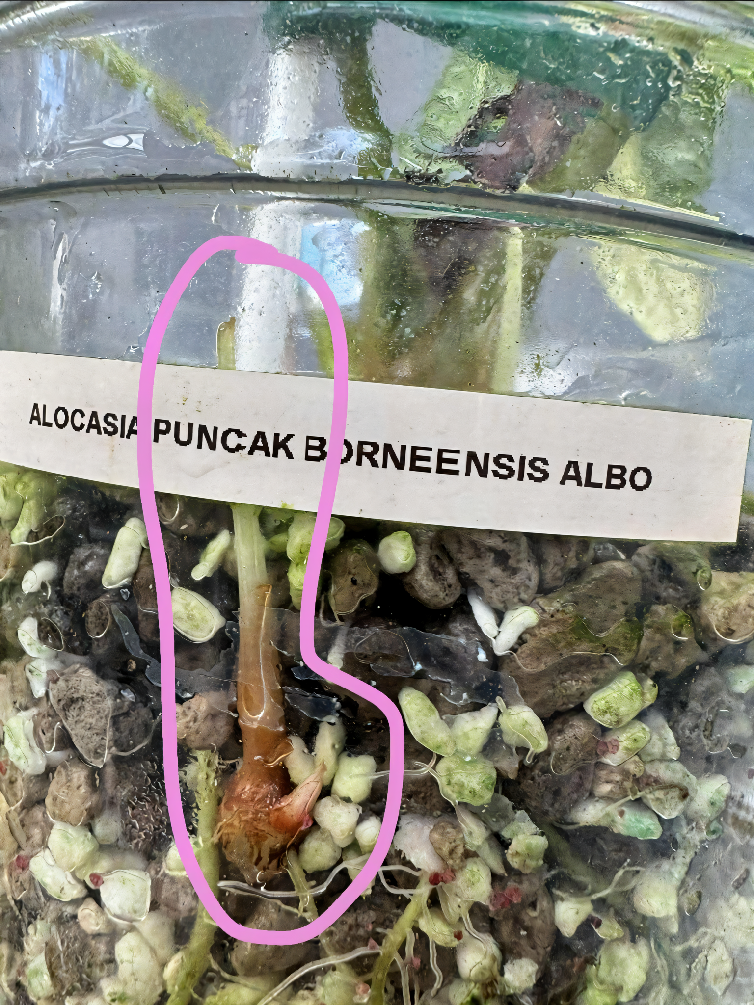 Alocasia Puncak Albo Variegated