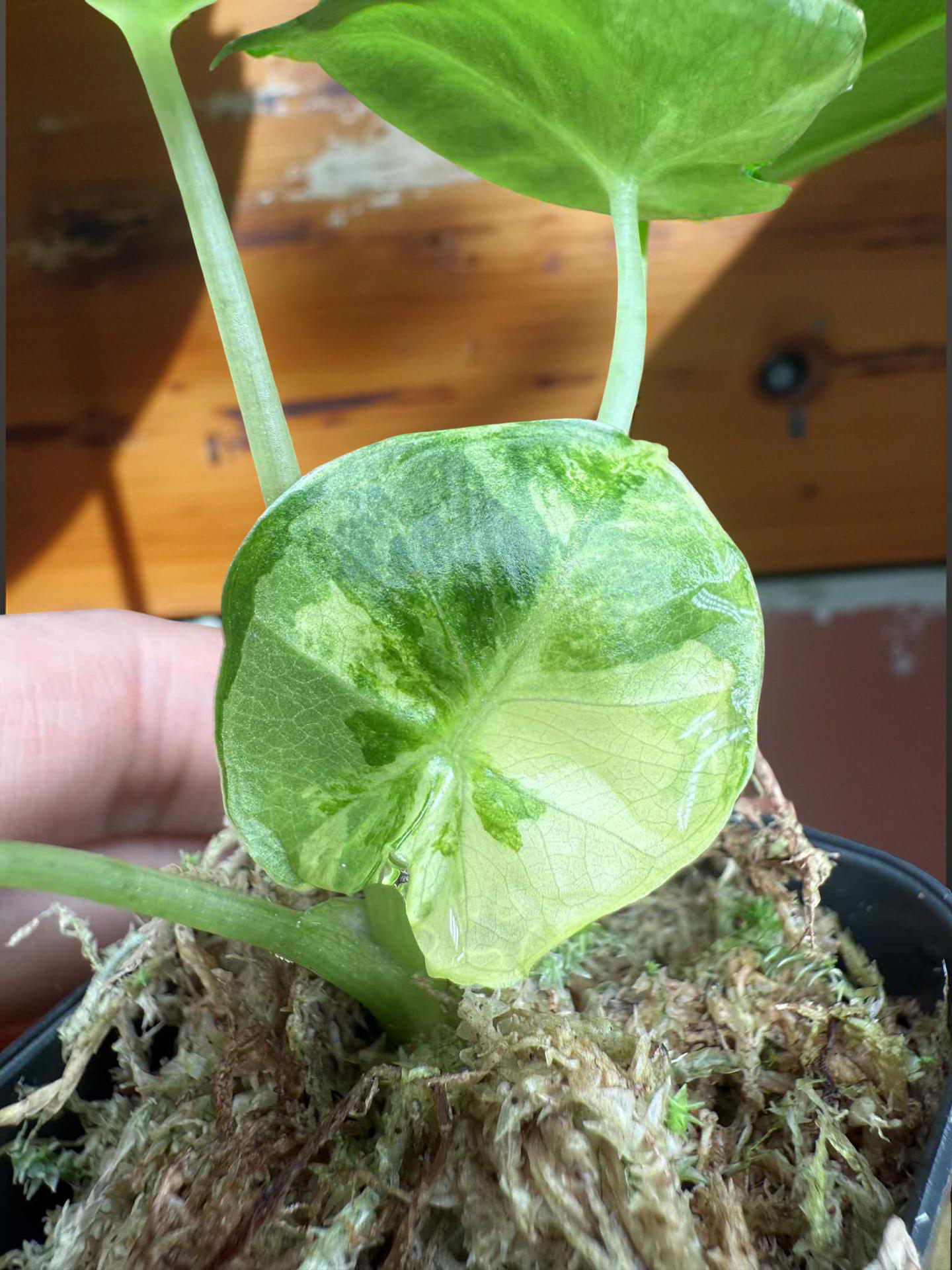 Alocasia London Eye Albo 1 Variegated