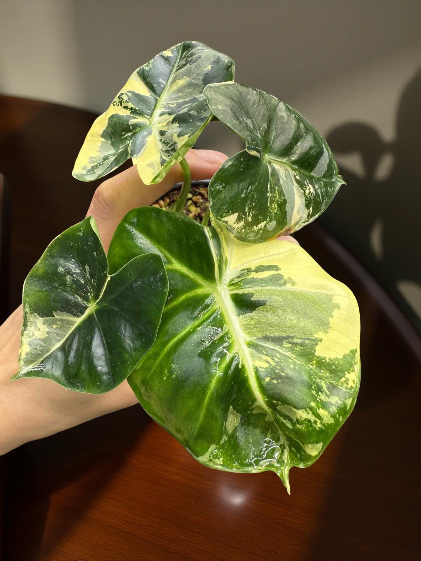 Alocasia London Eye Albo 3 Variegated
