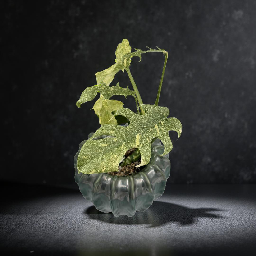 Monstera Cassiopeia