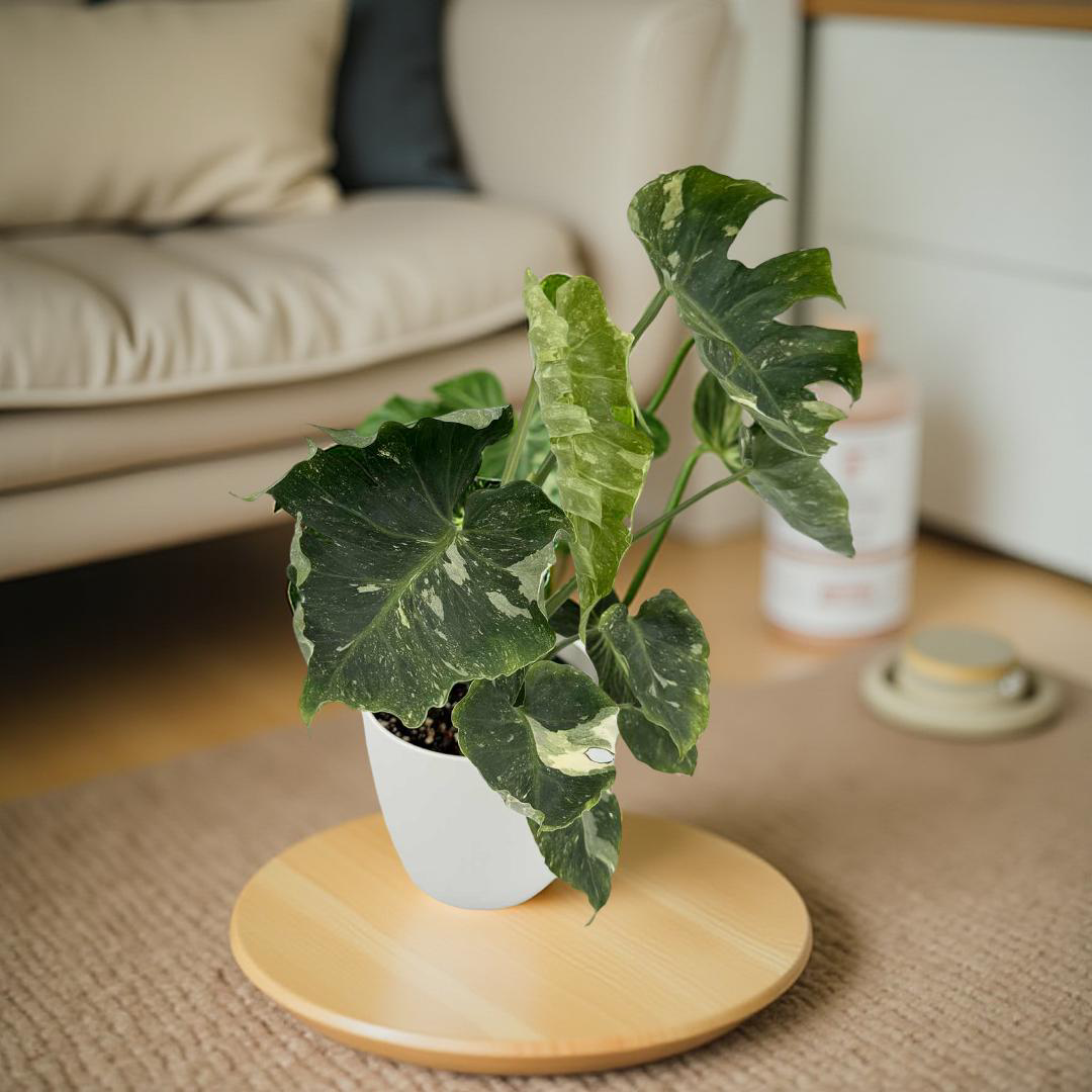 Monstera Rib Cage / Eagle Claw 2