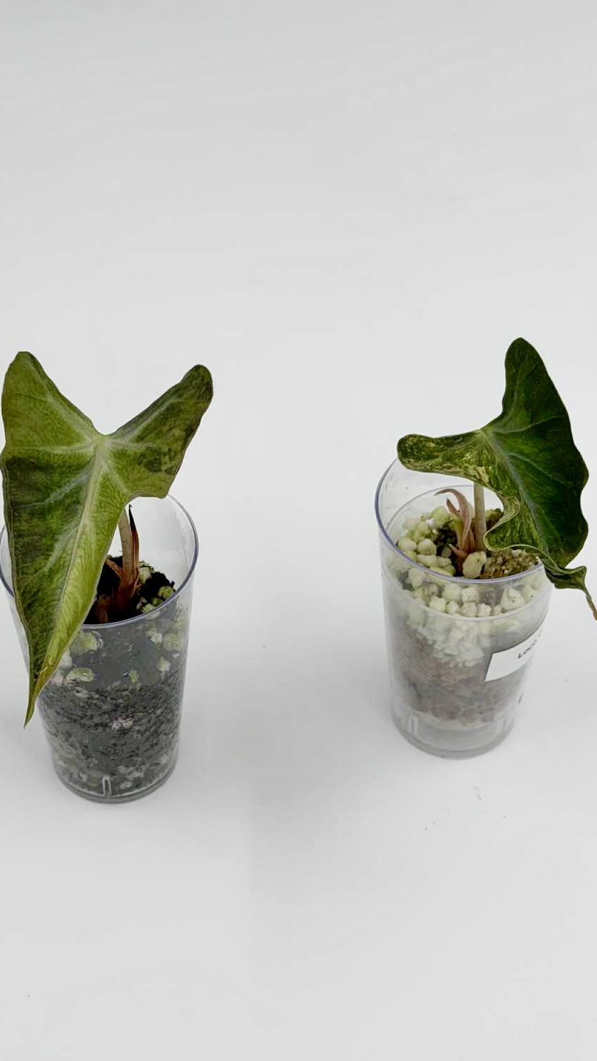 Alocasia Loco Gold Variegated