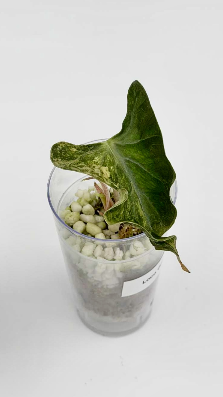 Alocasia Loco Gold Variegated