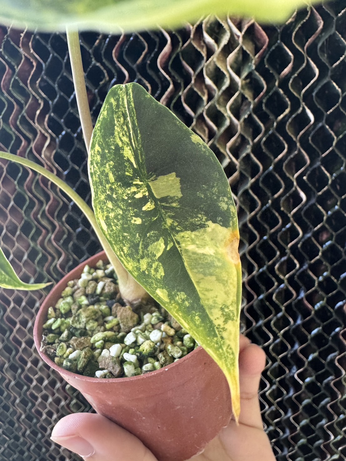 Alocasia Venusta Aurea 2 Variegated