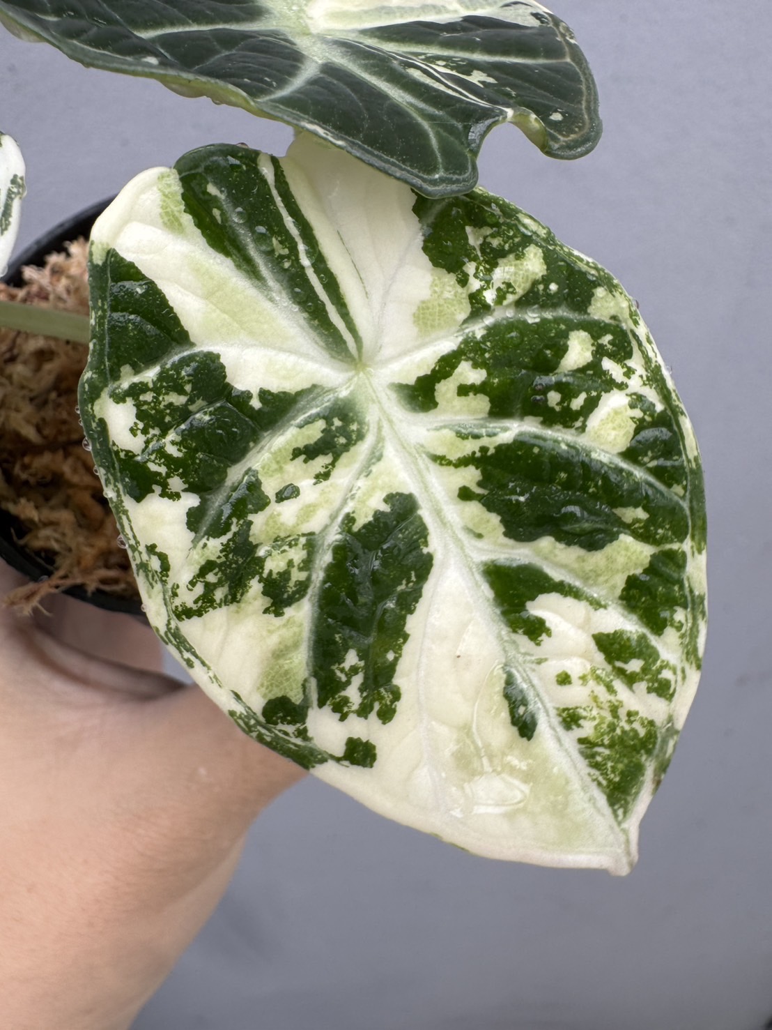 Alocasia Ninja Albo Variegated