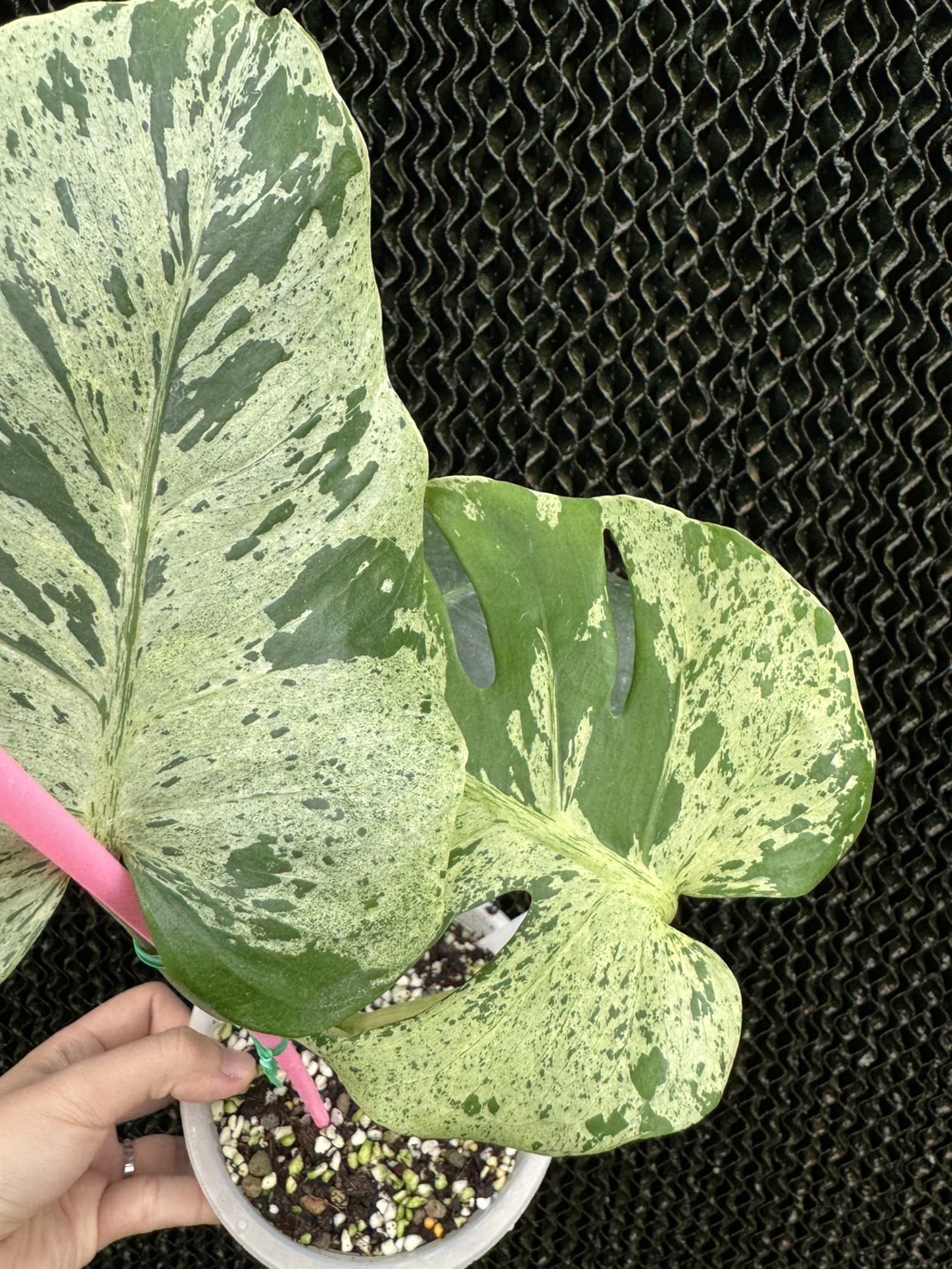 Monstera Bulbasaur 4