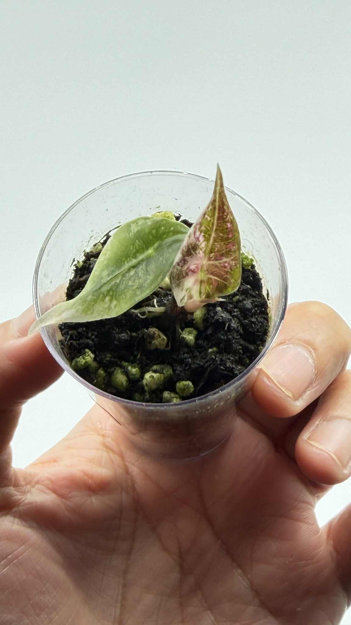 Alocasia Mandalay Pink Variegated