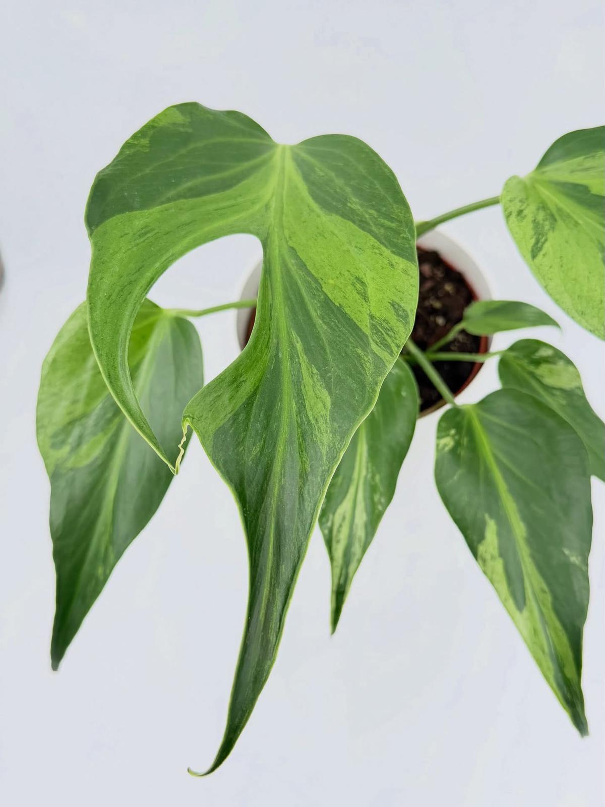 Monstera Burle Marx Flame Variegated ( cuttings )