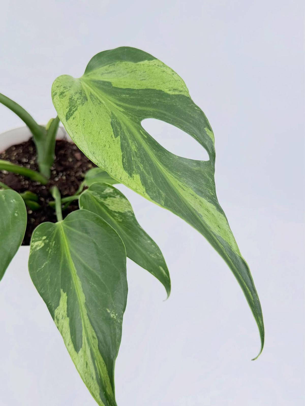 Monstera Burle Marx Flame Variegated ( cuttings )