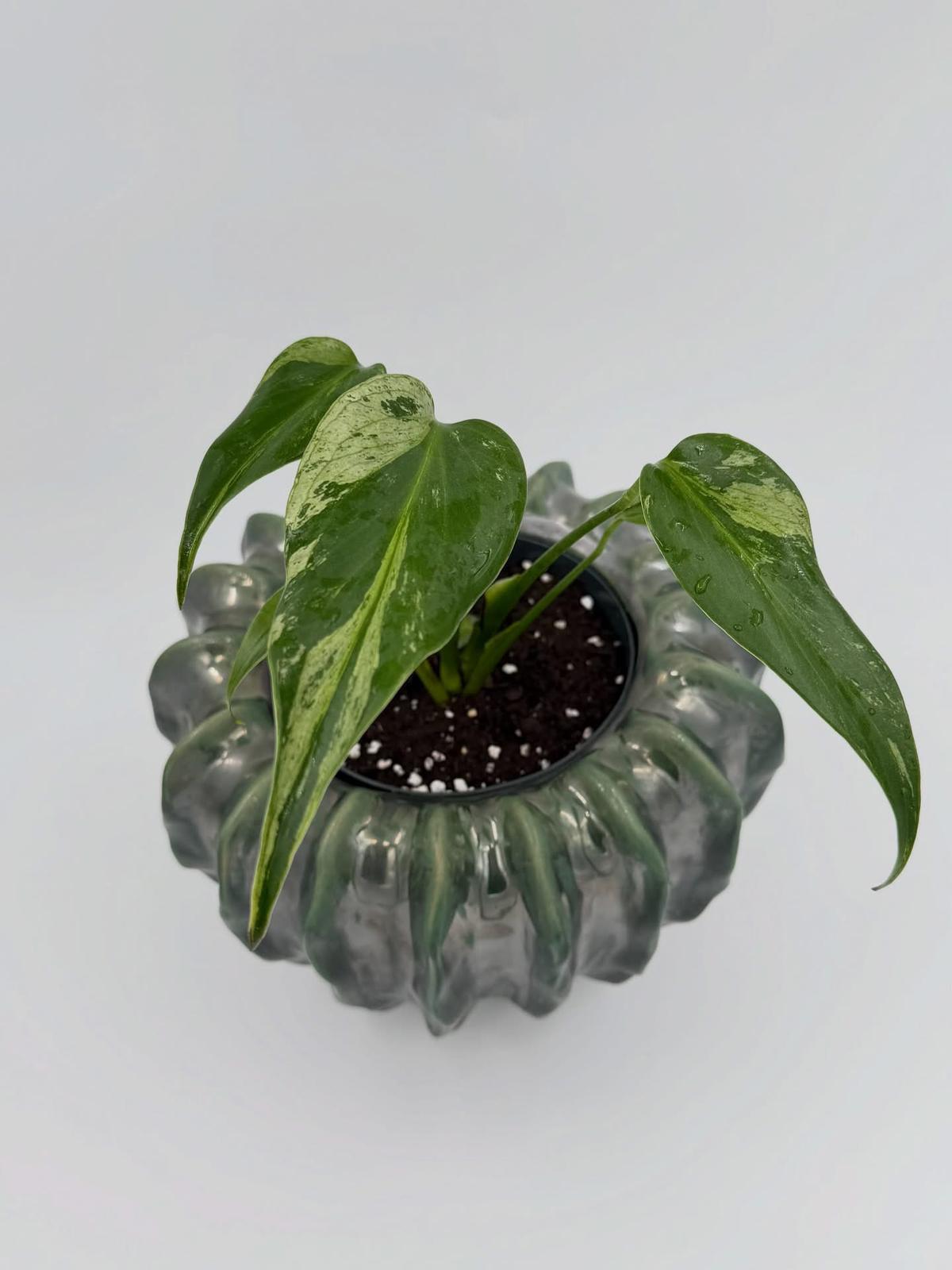 Monstera Burle Marx Flame Variegated ( cuttings )