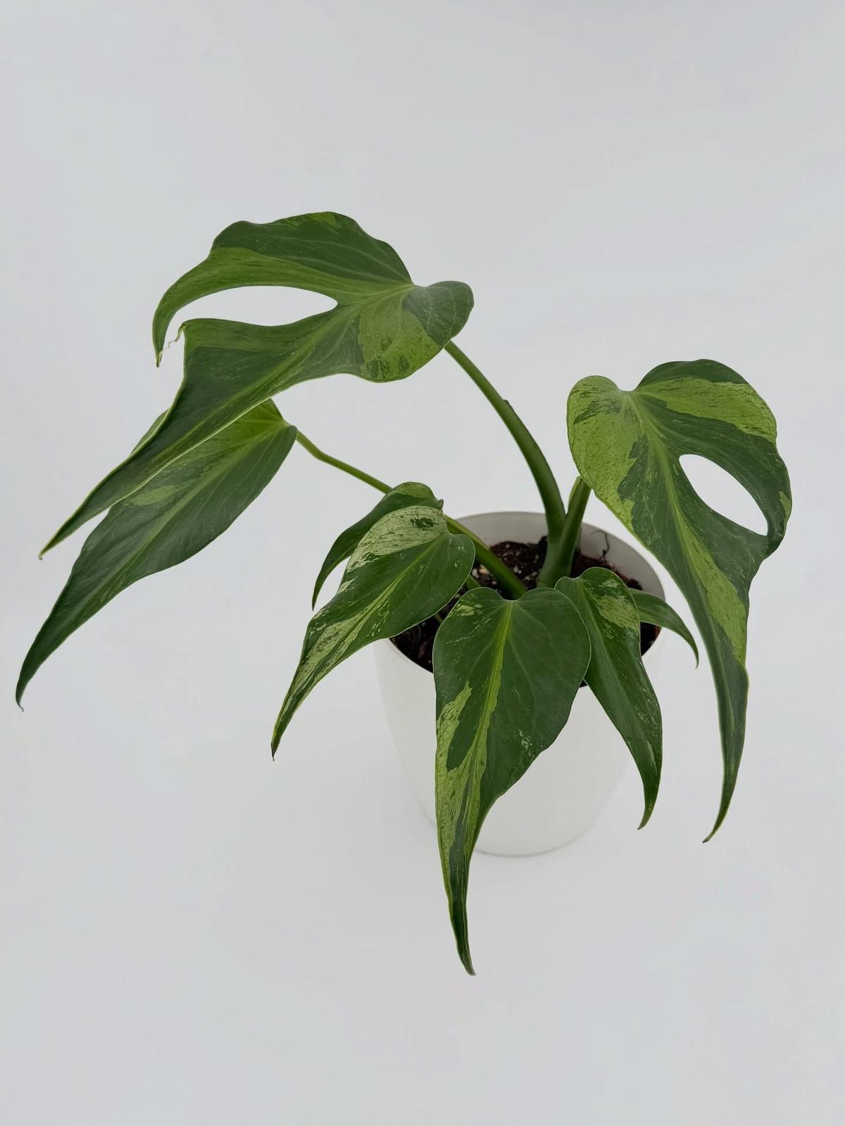 Monstera Burle Marx Flame Variegated ( cuttings )