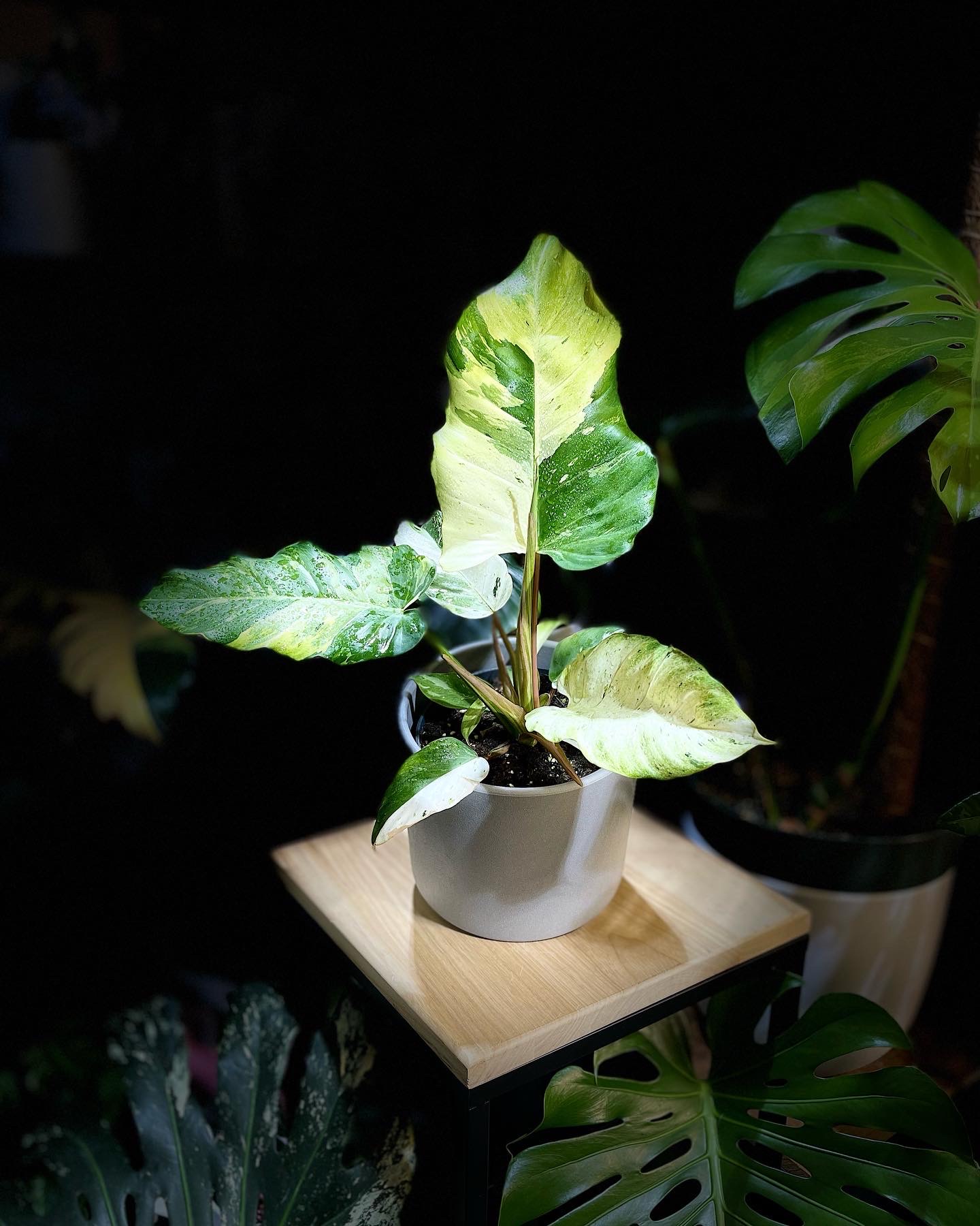 Philodendron Snowdrift Variegated