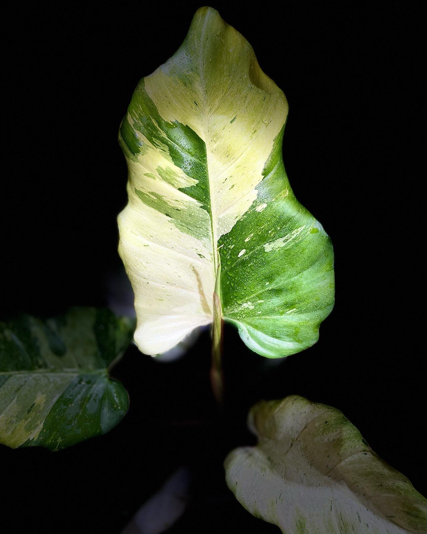 Philodendron Snowdrift Variegated