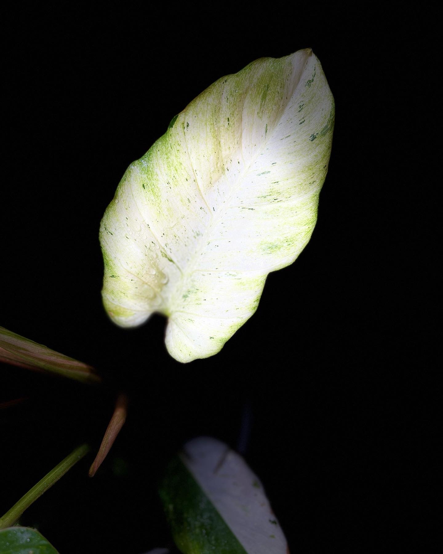 Philodendron Snowdrift Variegated