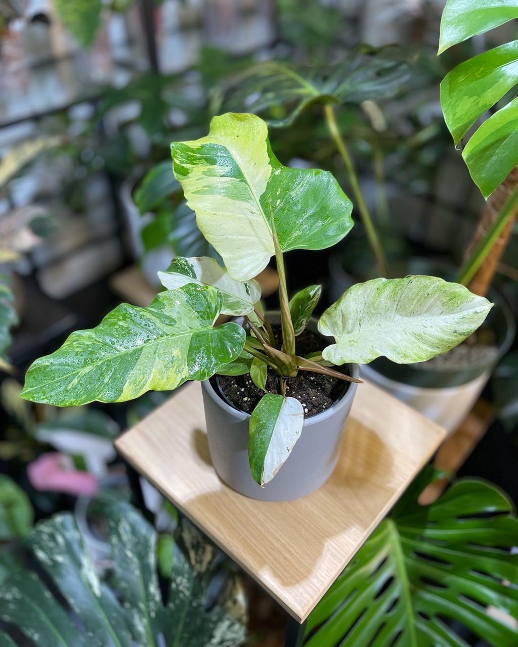 Philodendron Snowdrift Variegated