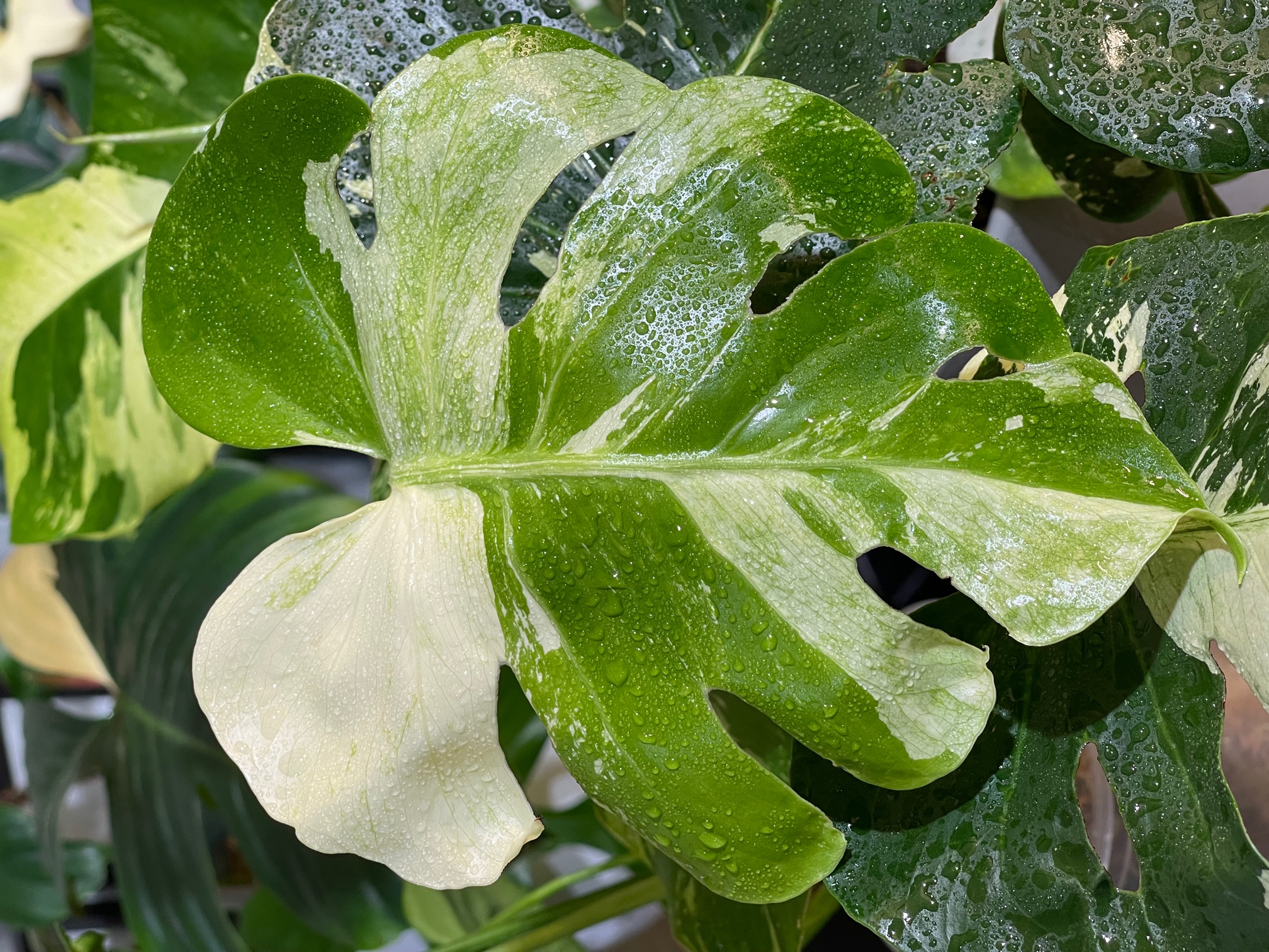 Monstera Deliciosa Albo-Mint Large Form