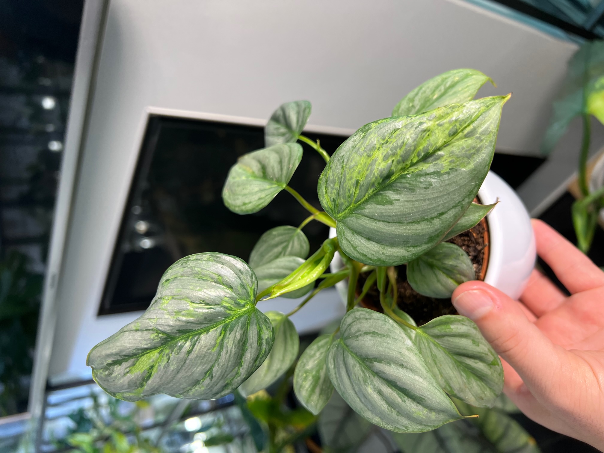 Philodendron Sodiroi Variegated