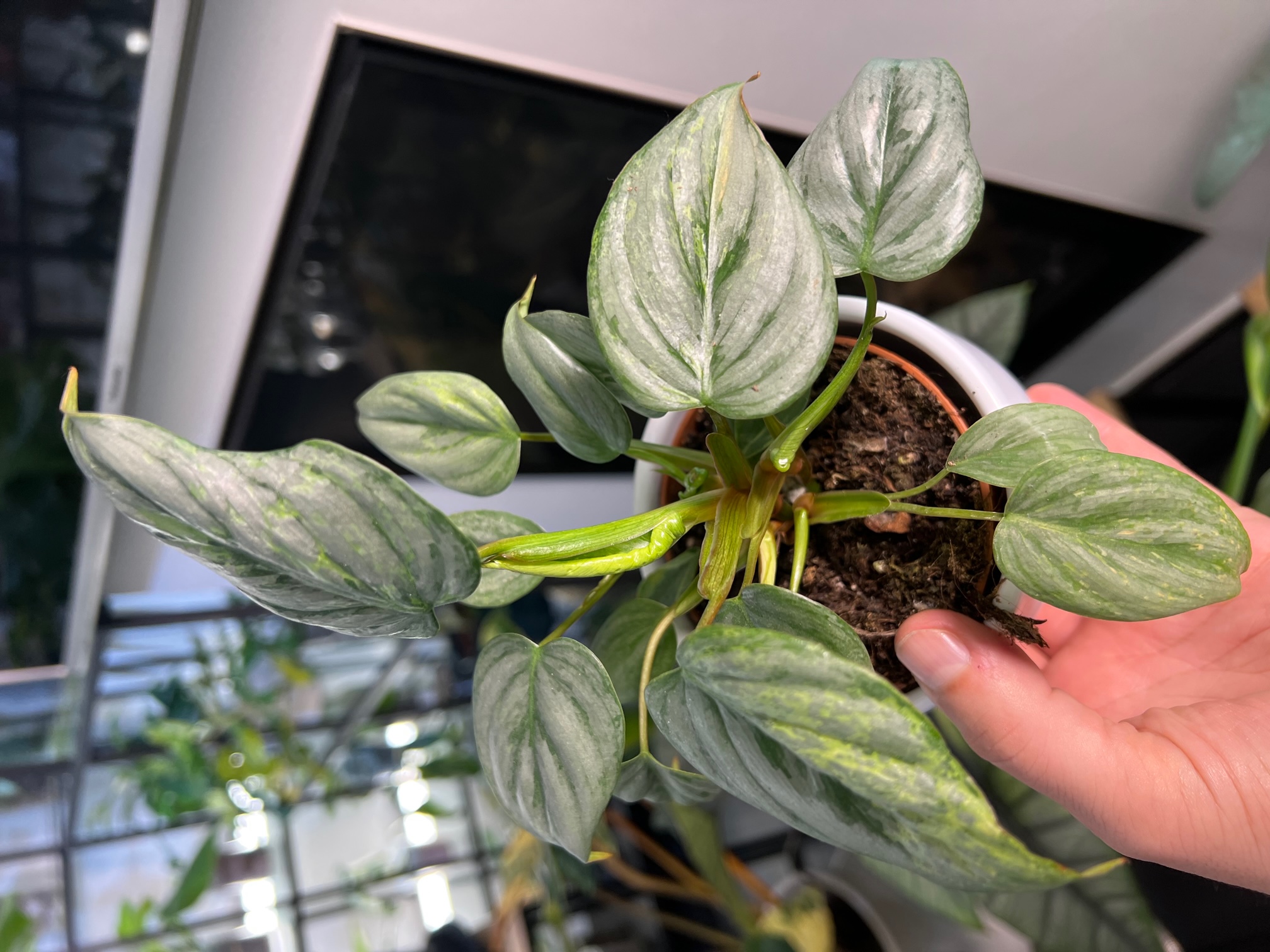 Philodendron Sodiroi Variegated