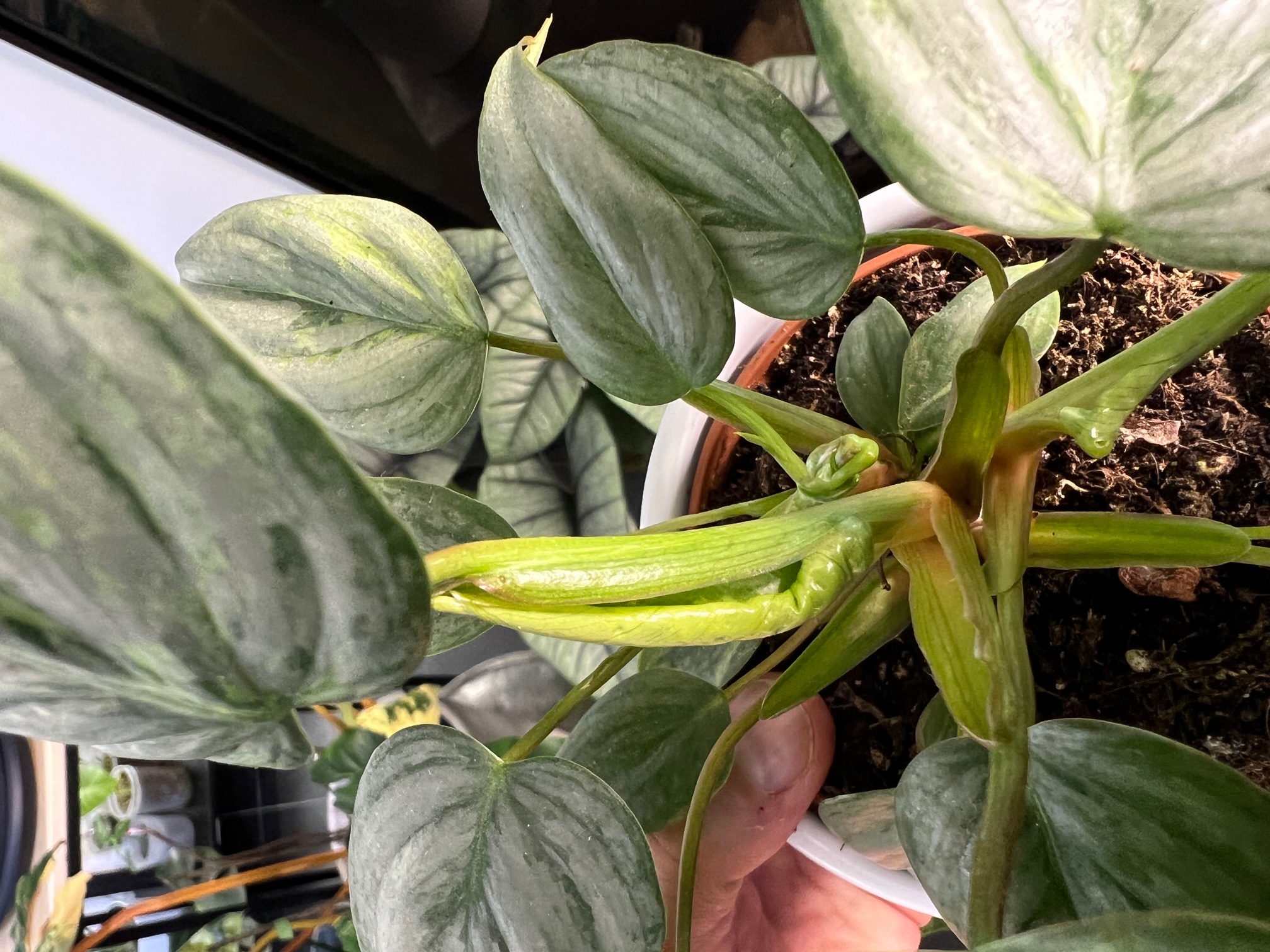 Philodendron Sodiroi Variegated