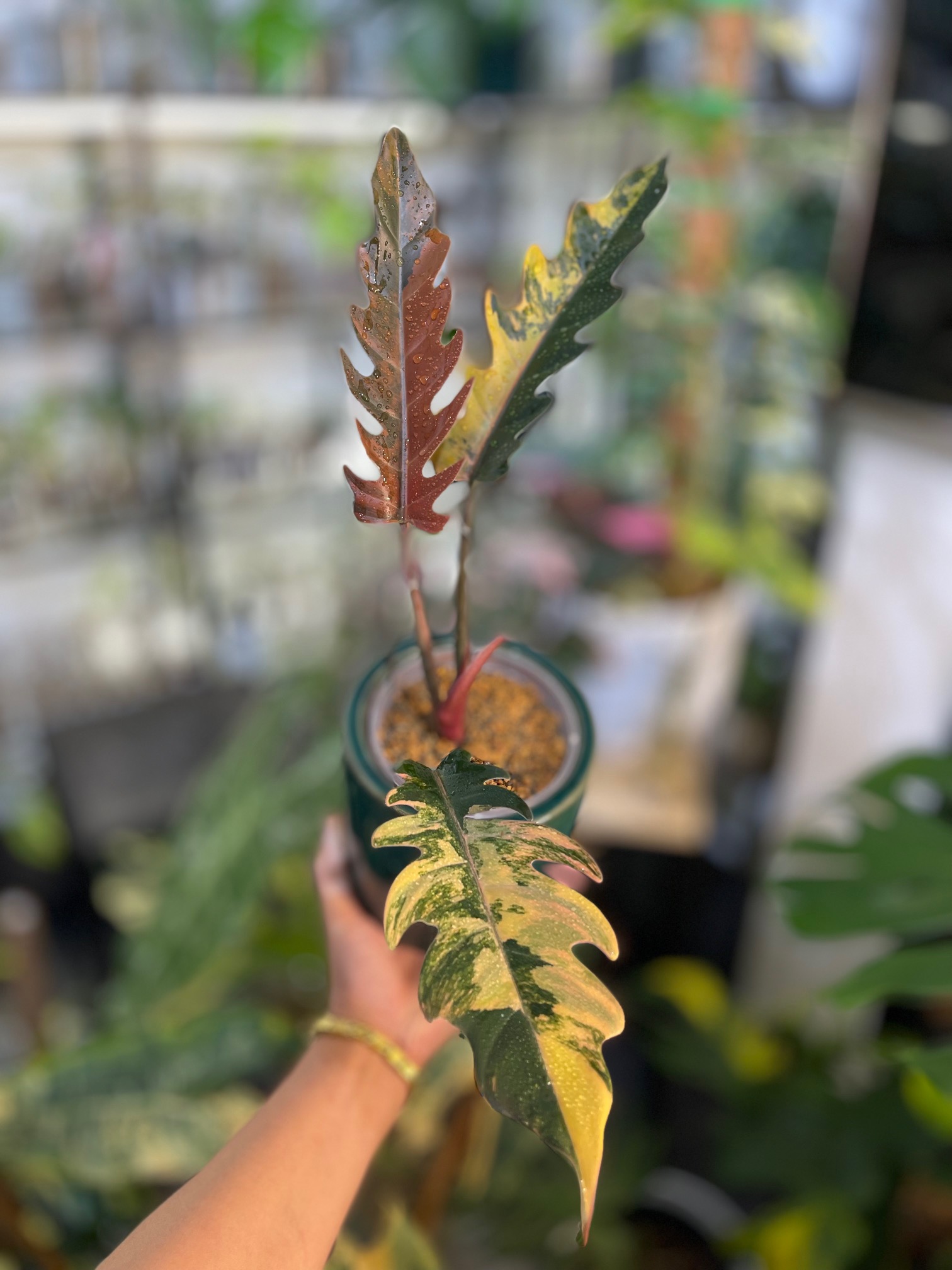 Philodendron Caramel Marble Pink Variegated