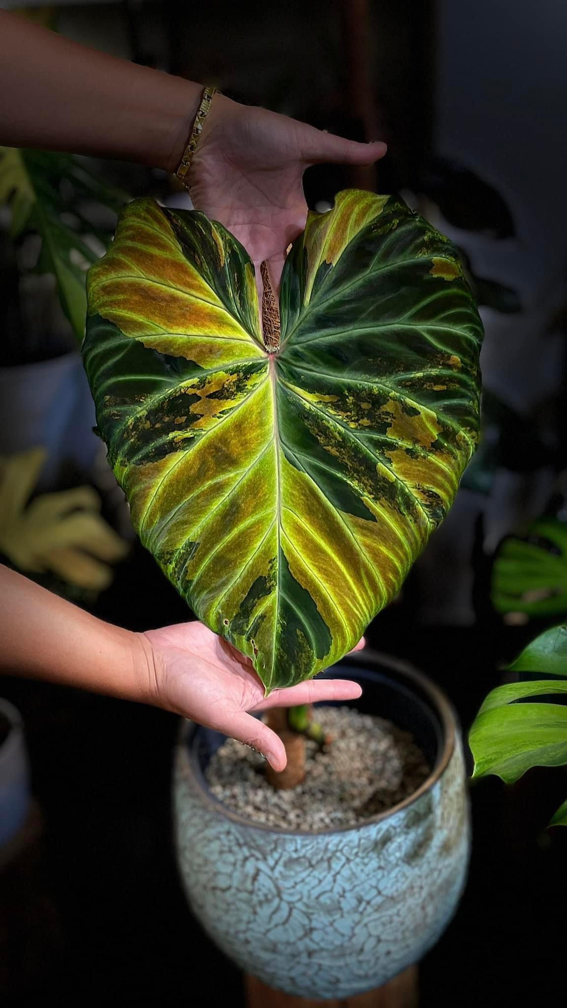 Philodendron Verrucosum Variegated