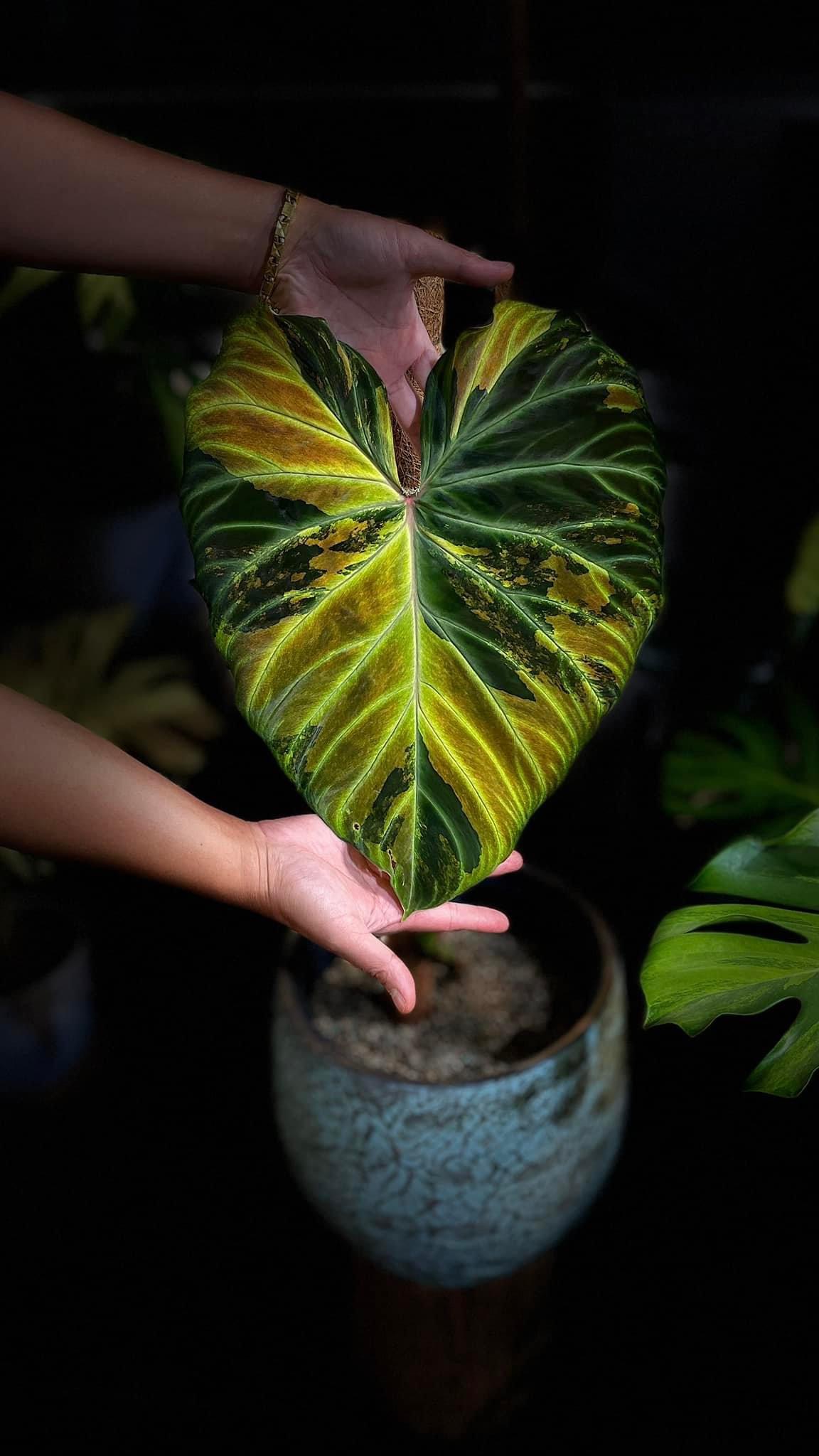 Philodendron Verrucosum Variegated