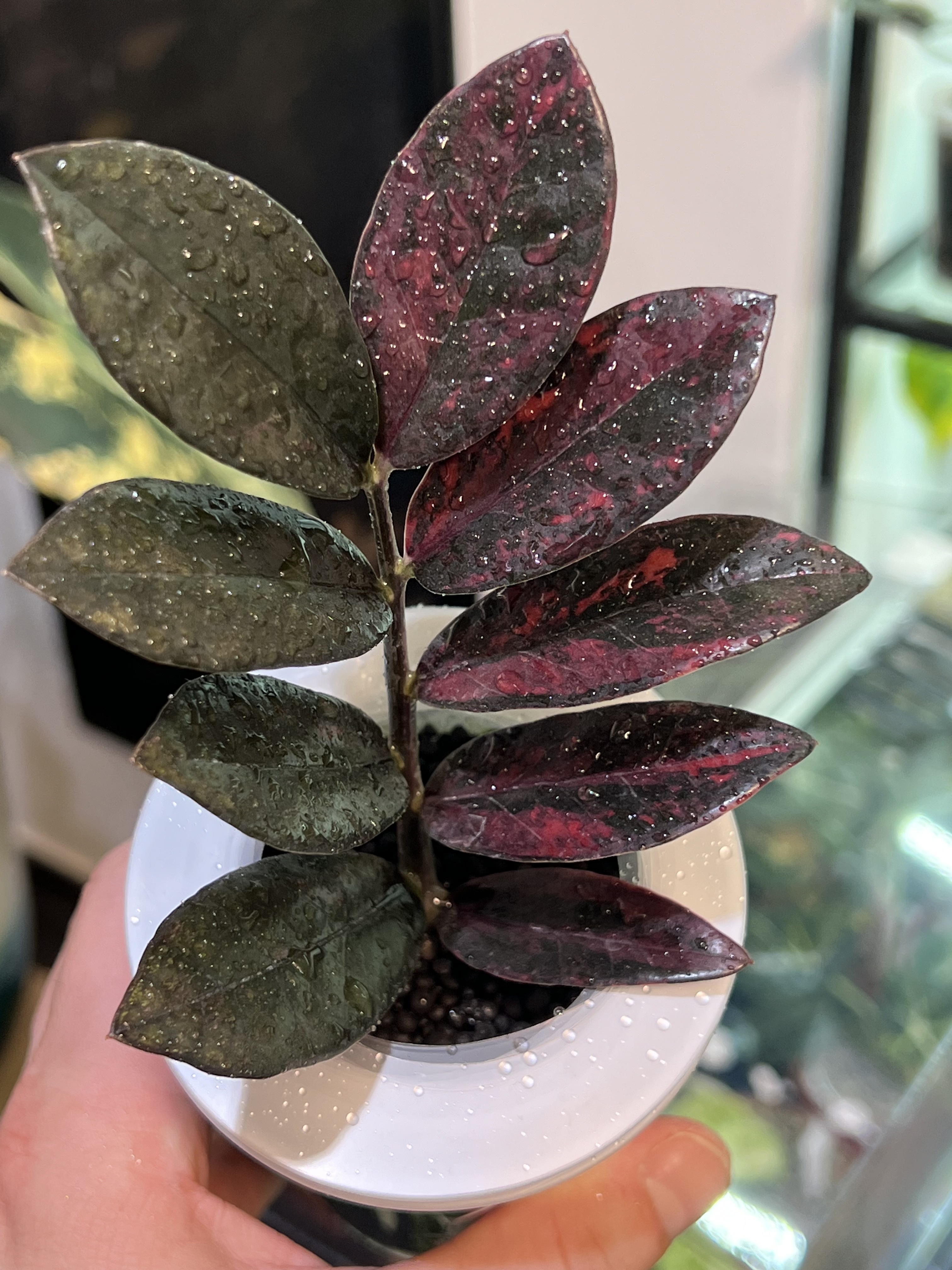 Zamioculcas Zamifolia Raven Pink Variegated