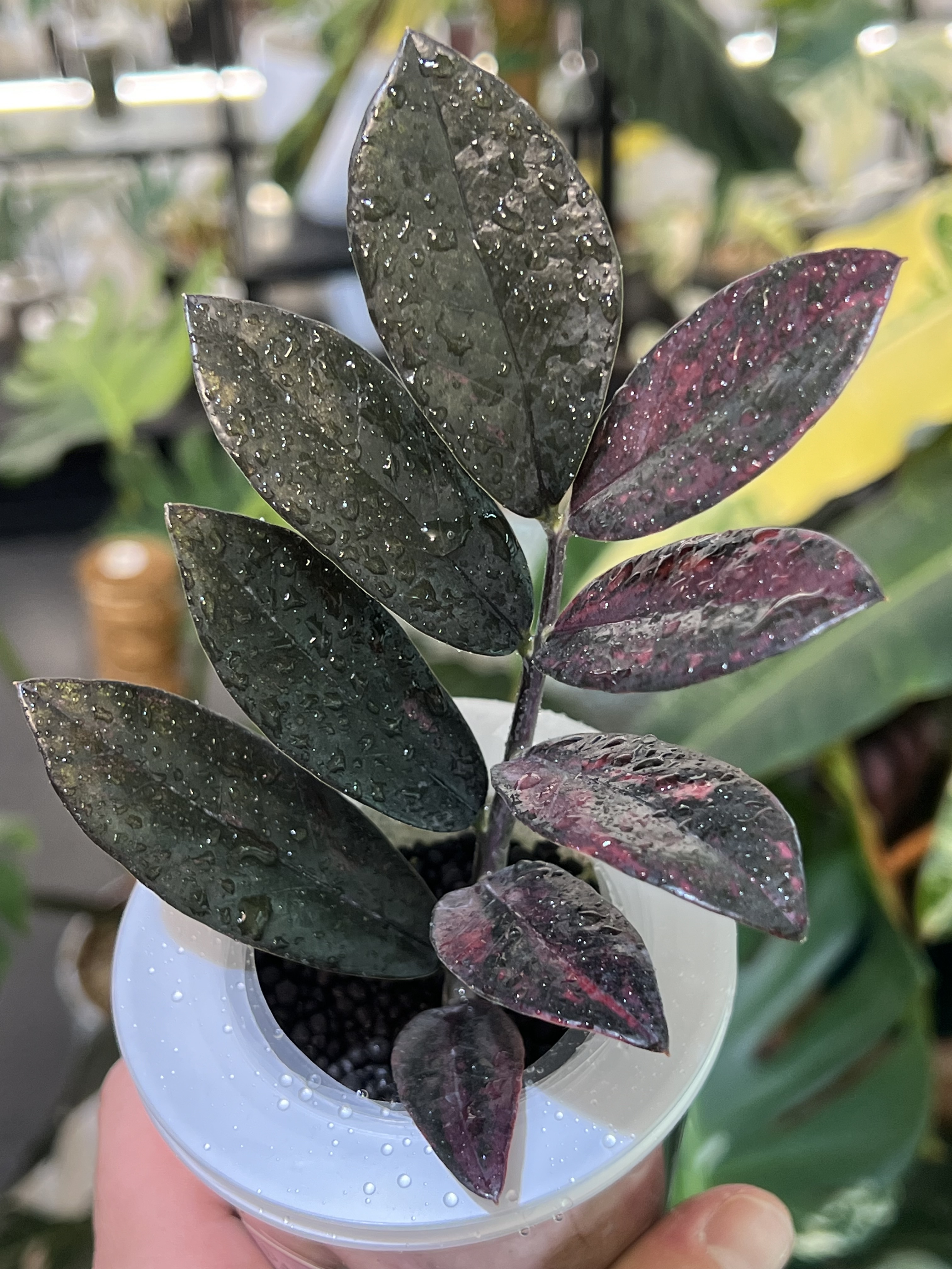 Zamioculcas Zamifolia Raven Pink Variegated